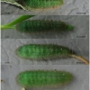 lyc thersamon larva4 volg12